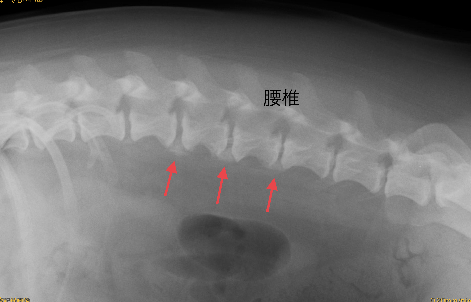 犬の脊椎症