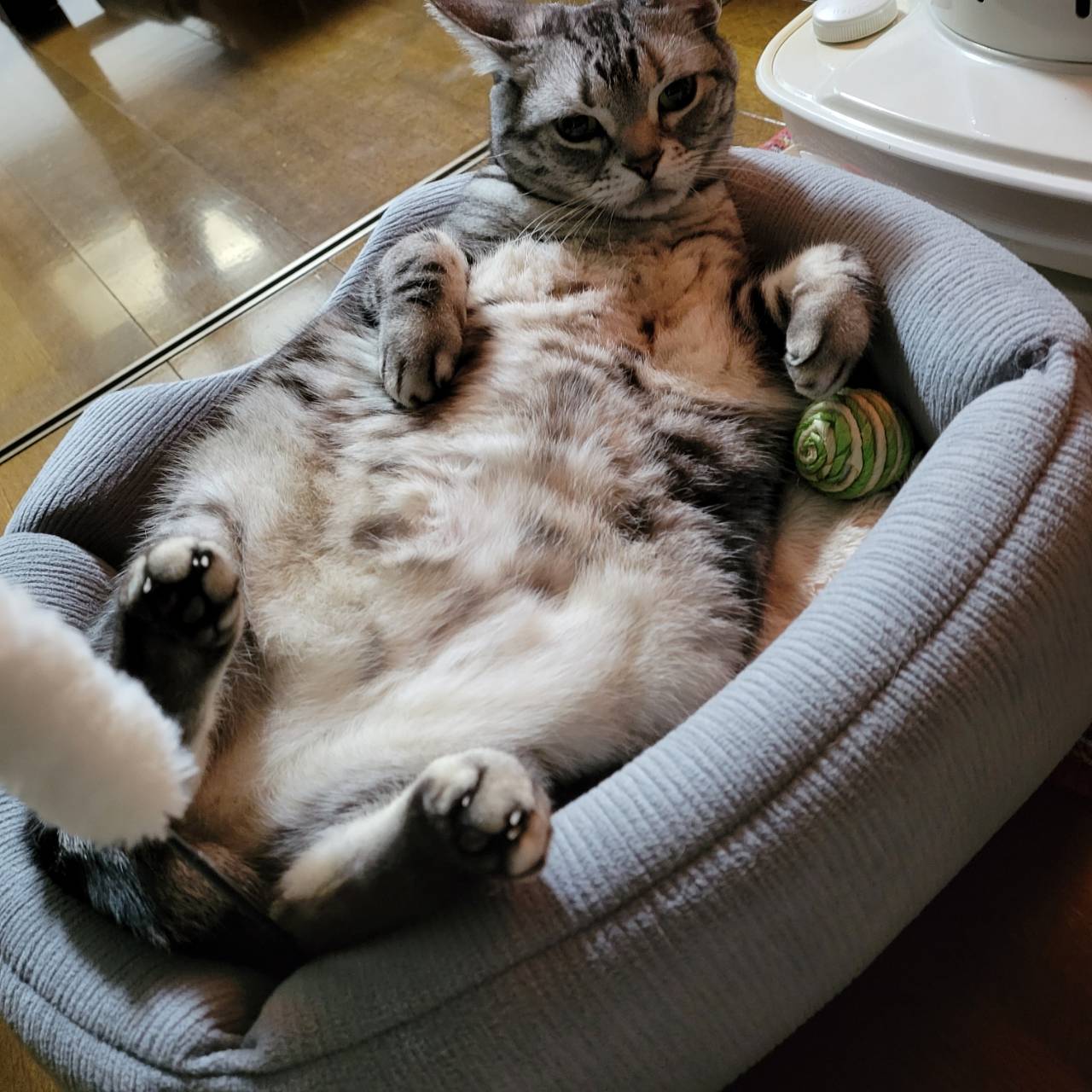 猫肥満4.jpg